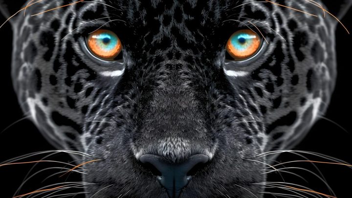 Portrait rapproché d’un jaguar noir, illustrant le surnom « Jaguar » associé à JoeyStarr.